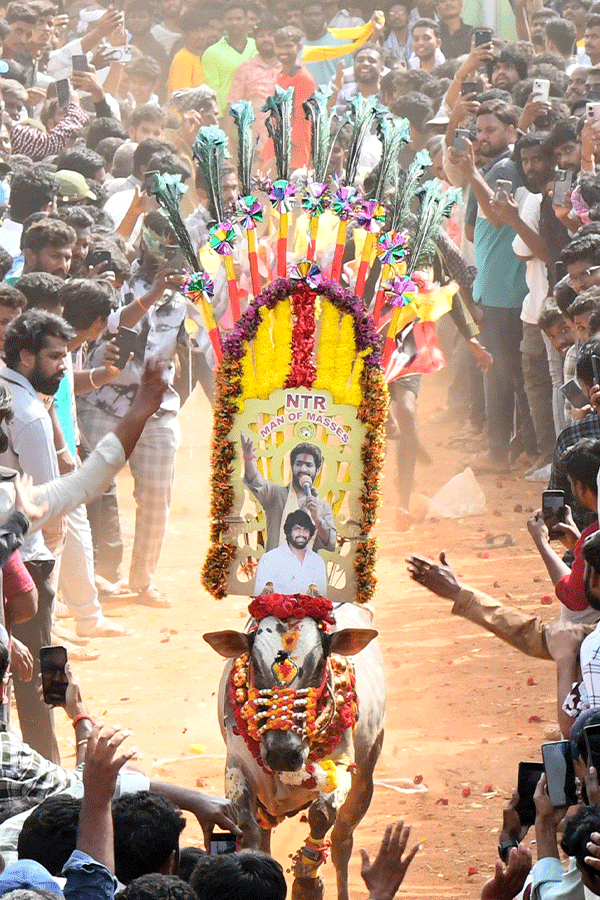 Jallikattu Celebrations In Tirupati District Photo Gallery16