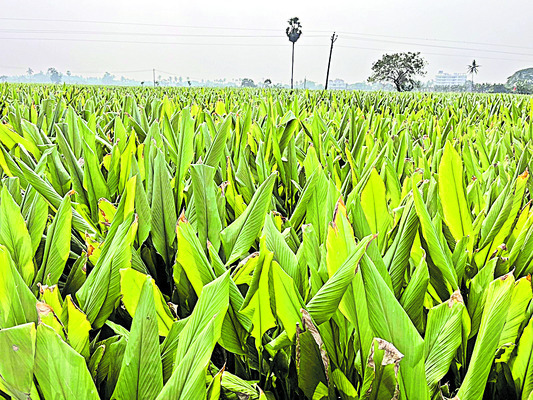 భరోసా లేక రైతుల ఆందోళన
1