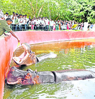 దత్తత మీ ఇష్టం..!2