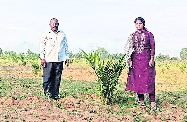 ముప్పై ఏళ్ల ఆదాయం: పామాయిల్‌తో సాధ్యం1