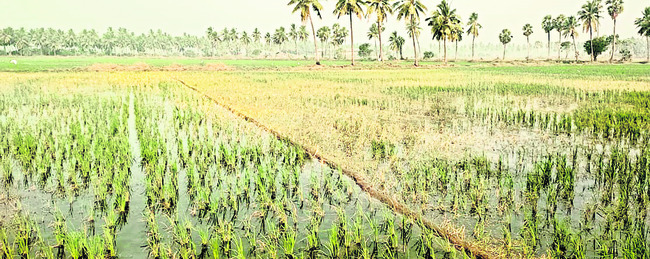 కర్షకులకు కలుపు కష్టాలు 1