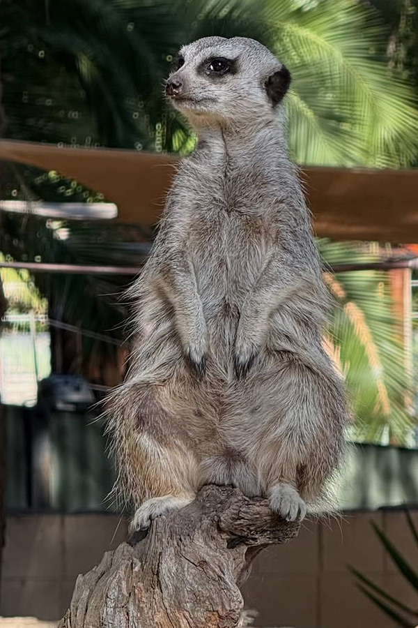 Sonakshi Sinha Shares Wildlife Encounters Moments From Her Australian Getaway Photos Goes Viral10