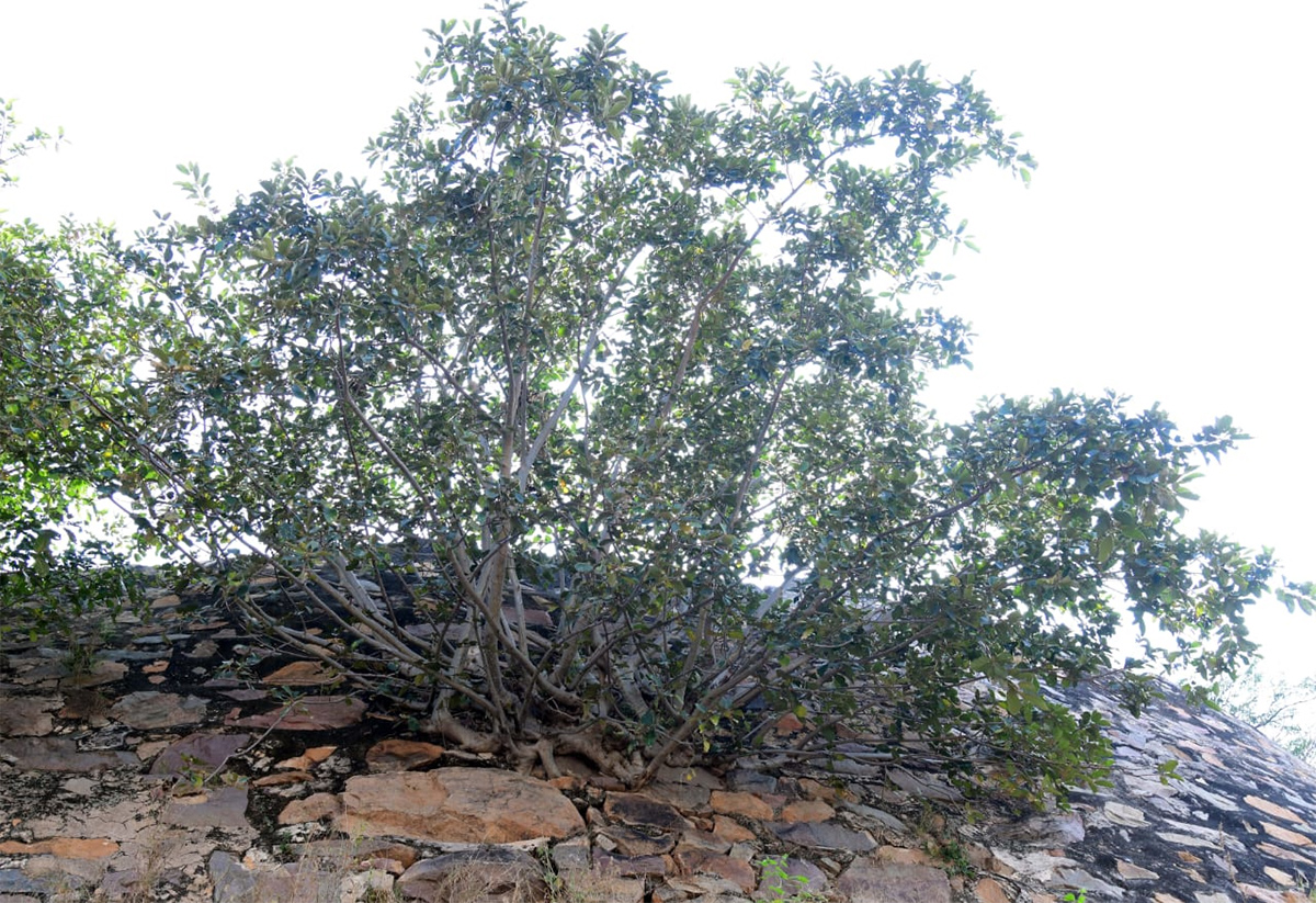 Gooty Fort at Ananthapur district of Andhra Pradesh28