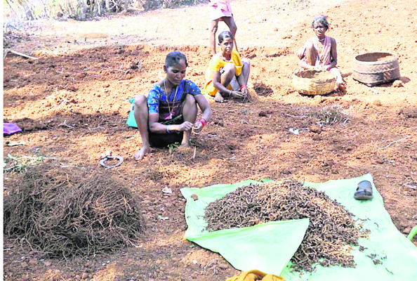 పసుపు, పిప్పళ్ల సేకరణలో గిరి రైతుల నిమగ్నం1