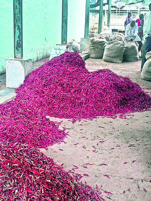 నిలకడగా ఎండు మిర్చి ధరలు 1