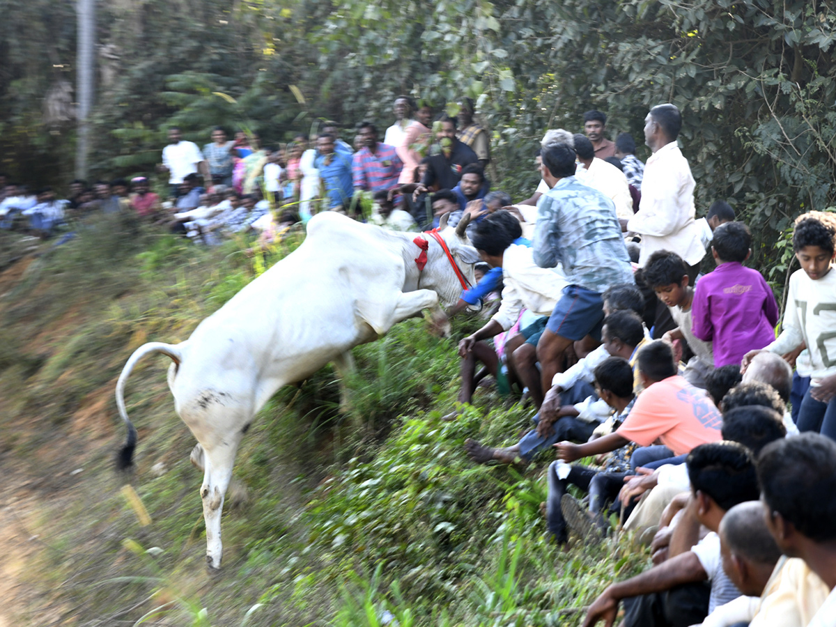 Bull Race in Chowduvada village Anakapalle district11