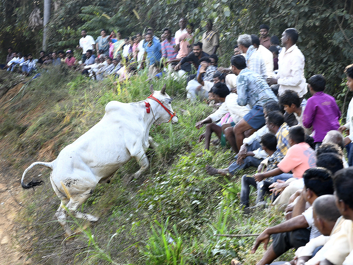 Bull Race in Chowduvada village Anakapalle district12