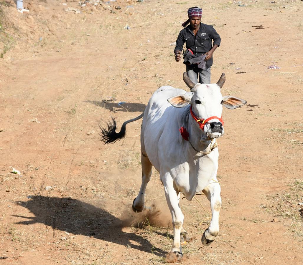 Bull Race in Chowduvada village Anakapalle district14