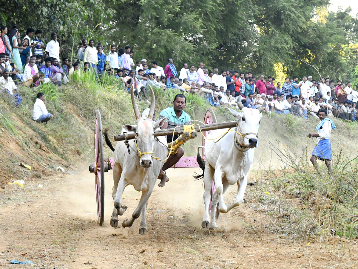 Bull Race in Chowduvada village Anakapalle district3