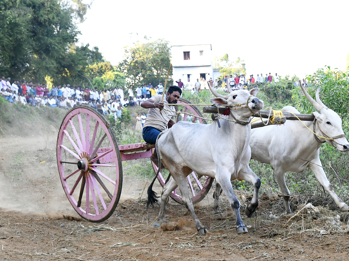 Bull Race in Chowduvada village Anakapalle district4