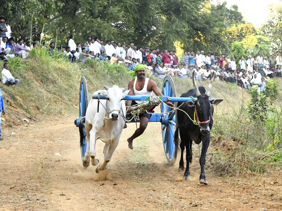 Bull Race in Chowduvada village Anakapalle district5