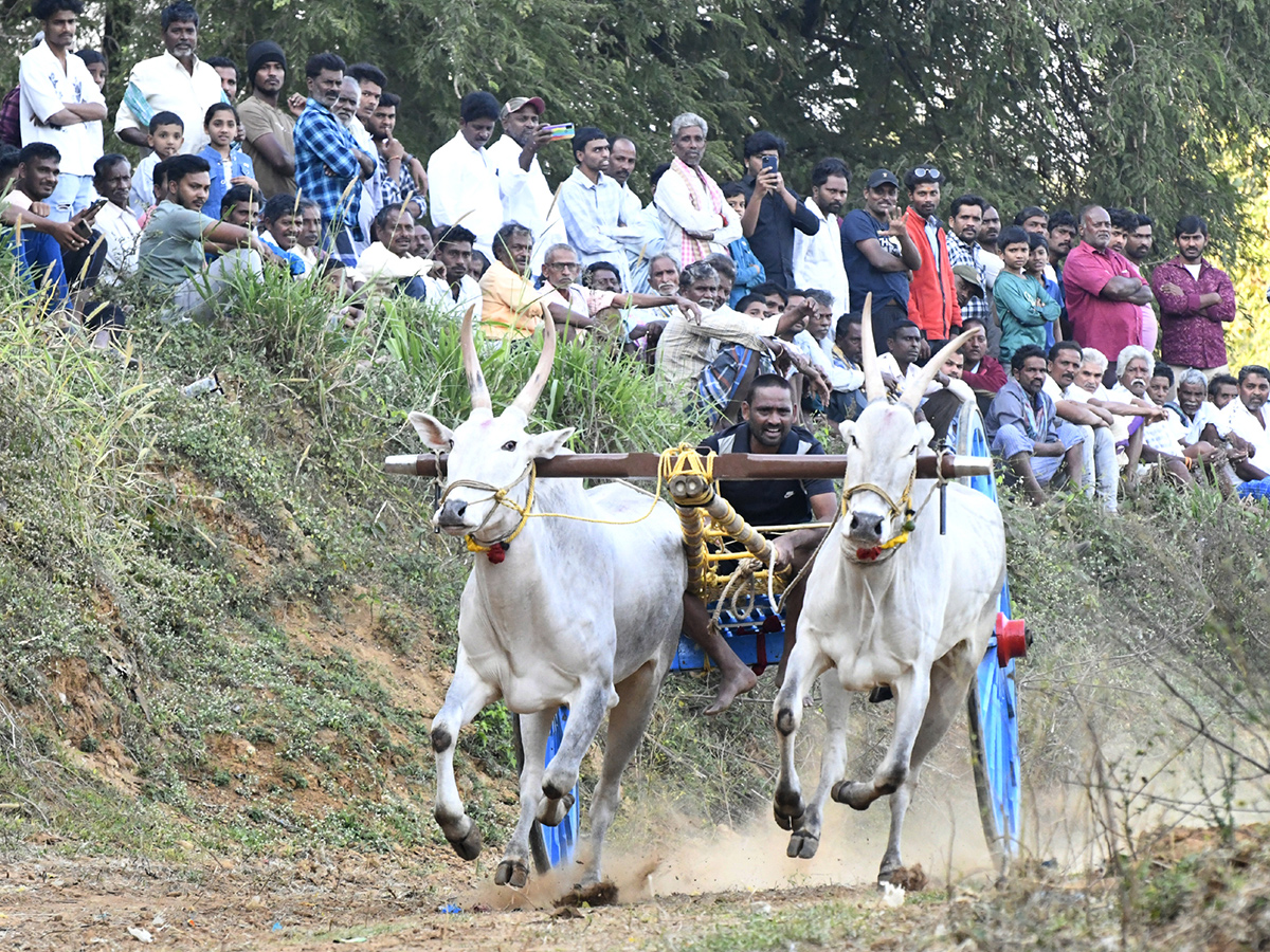 Bull Race in Chowduvada village Anakapalle district6