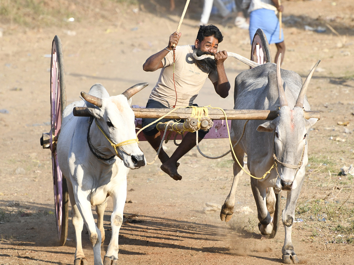 Bull Race in Chowduvada village Anakapalle district7