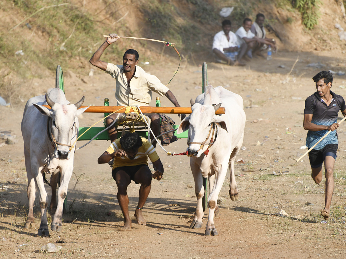 Bull Race in Chowduvada village Anakapalle district8