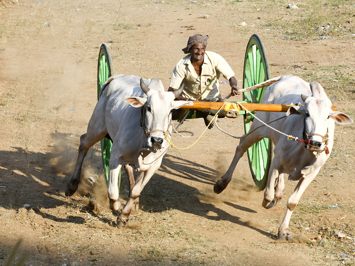 Bull Race in Chowduvada village Anakapalle district9