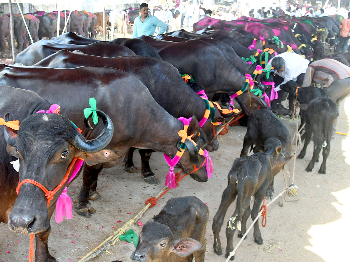 Pashu Sankranthi Jatara at Narsingh Photos10