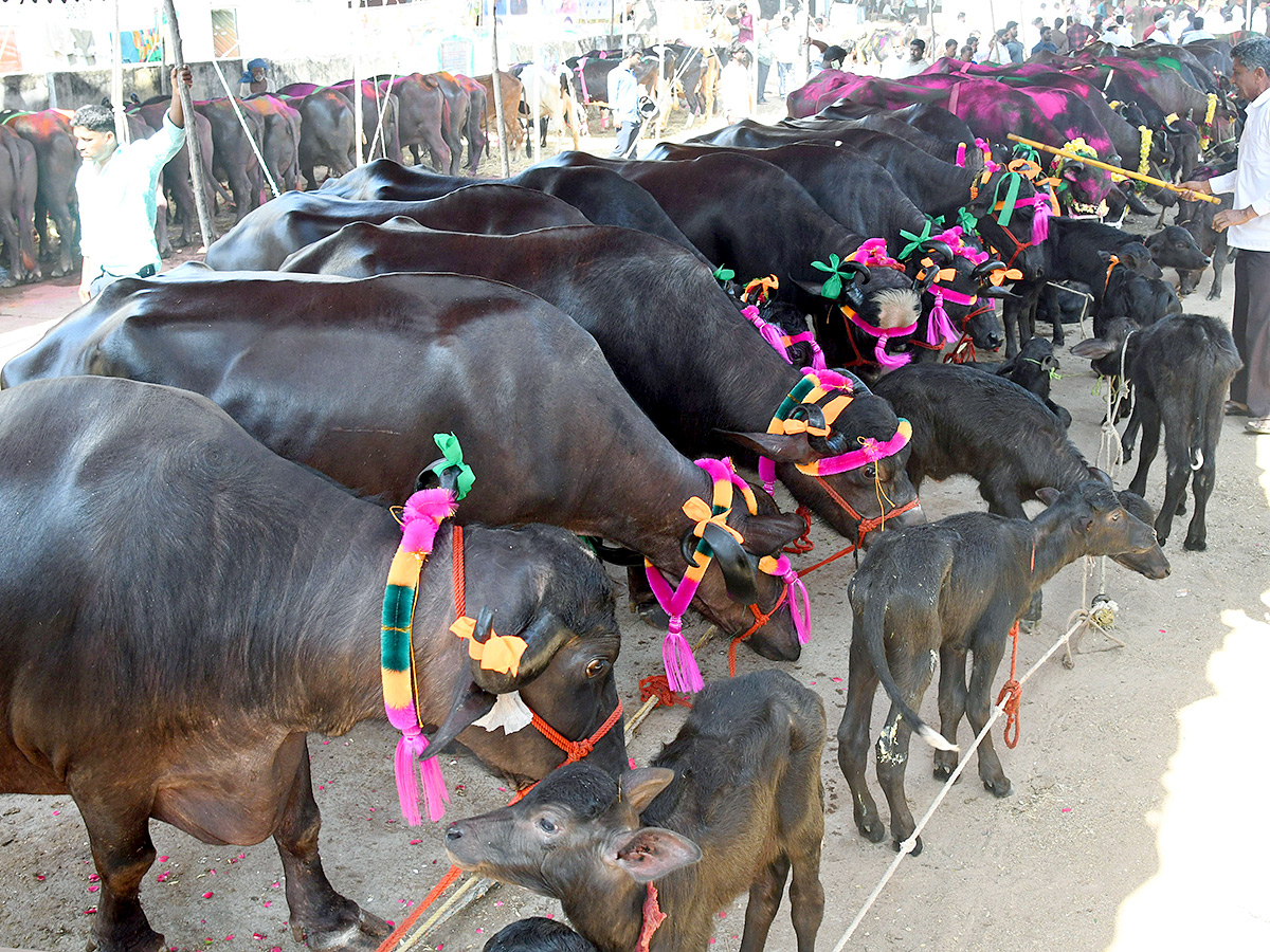 Pashu Sankranthi Jatara at Narsingh Photos11