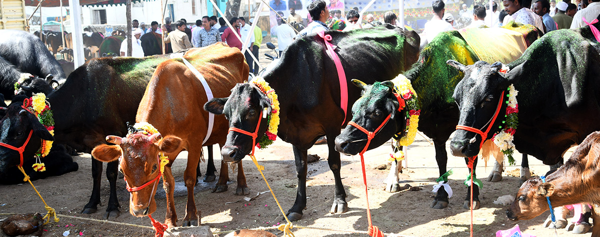 Pashu Sankranthi Jatara at Narsingh Photos13