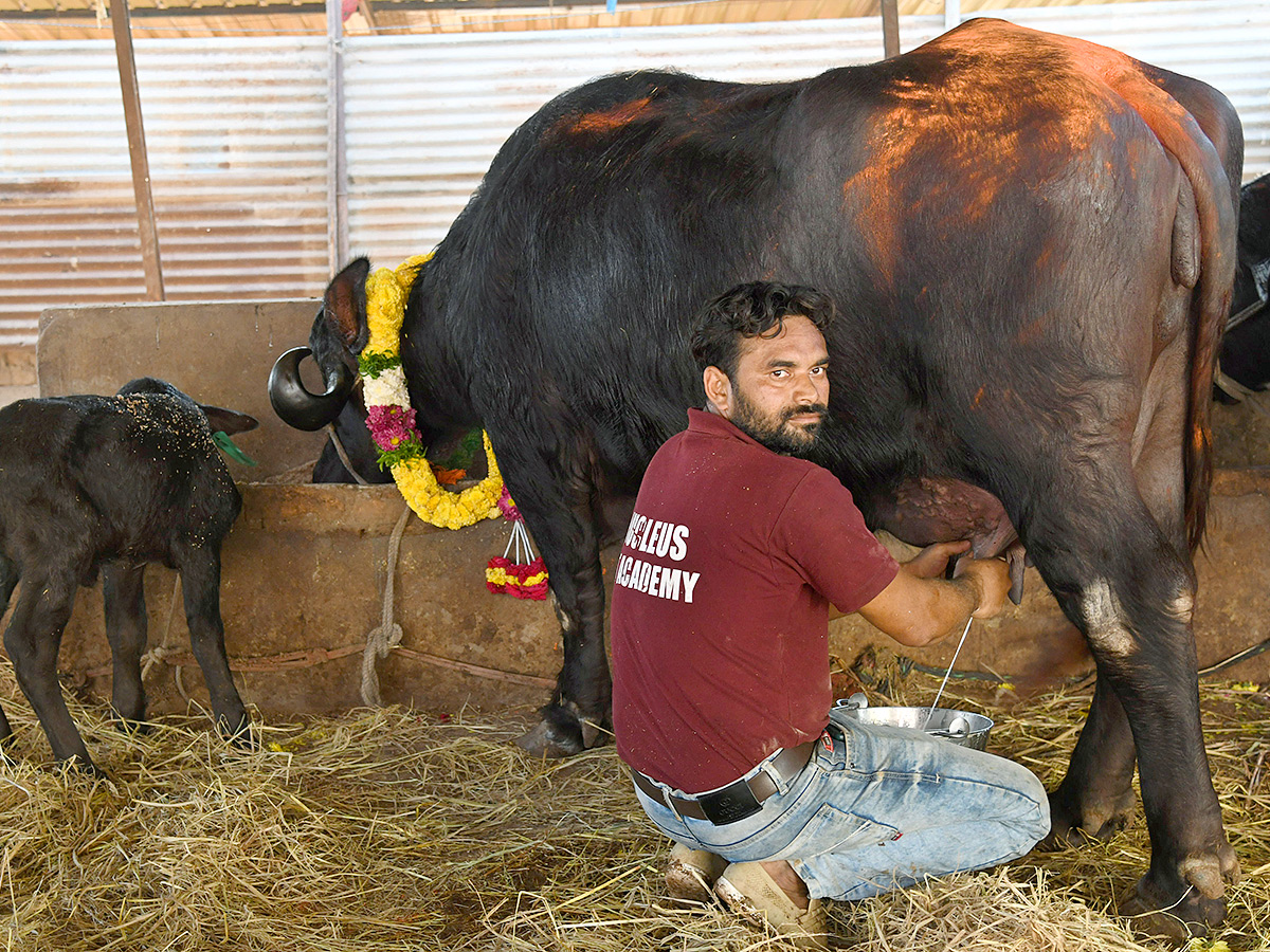 Pashu Sankranthi Jatara at Narsingh Photos15