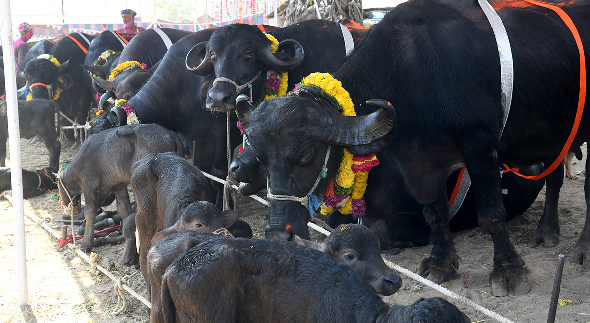 Pashu Sankranthi Jatara at Narsingh Photos16