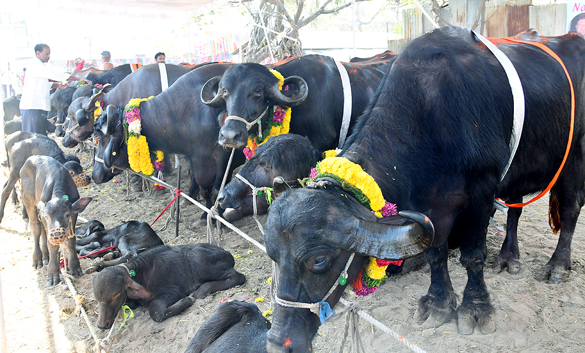 Pashu Sankranthi Jatara at Narsingh Photos2