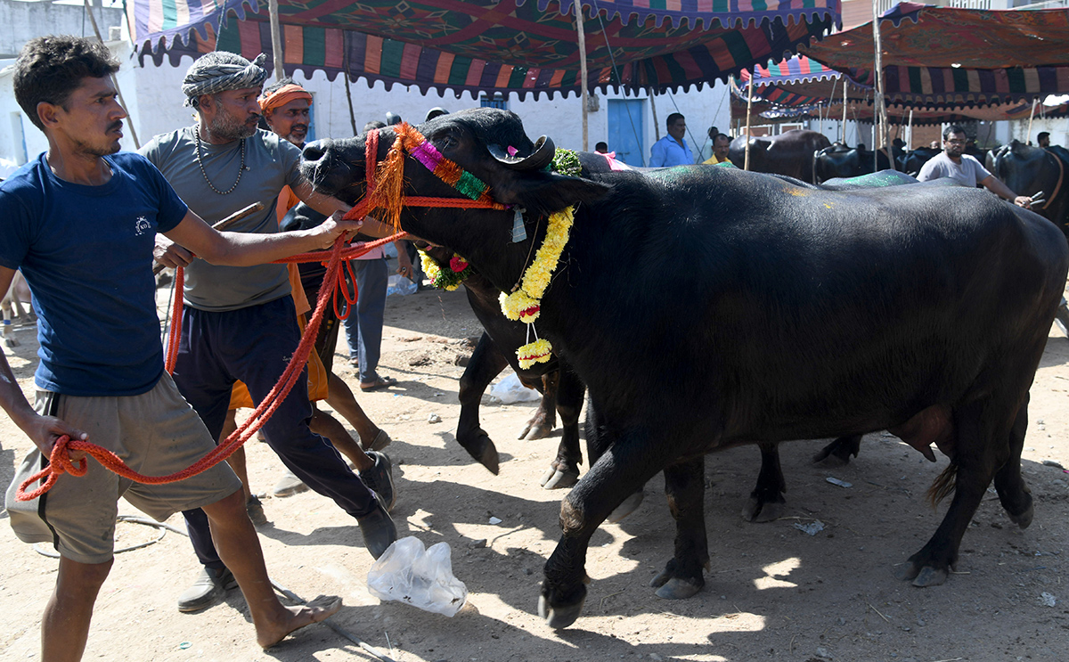 Pashu Sankranthi Jatara at Narsingh Photos4