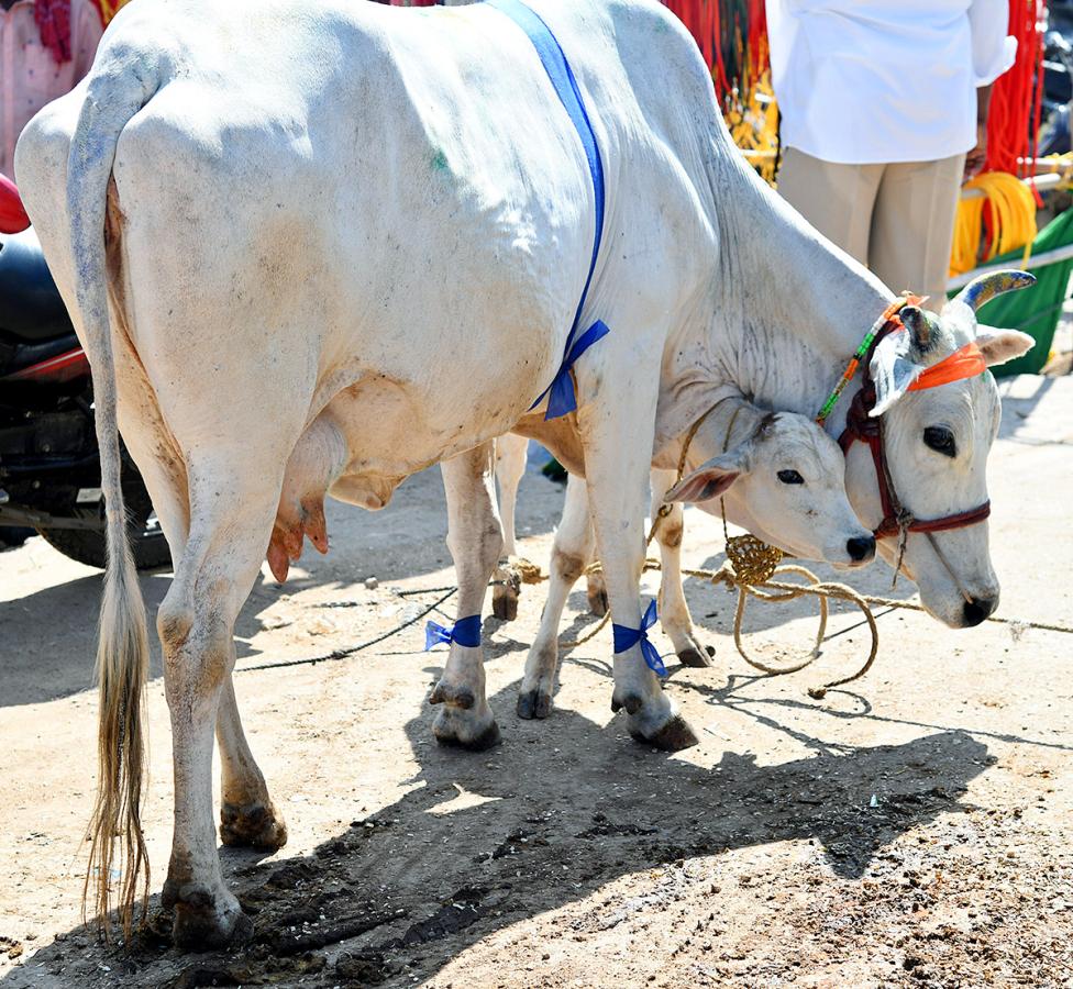 Pashu Sankranthi Jatara at Narsingh Photos5