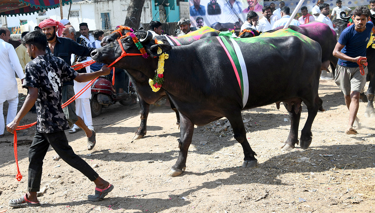 Pashu Sankranthi Jatara at Narsingh Photos6