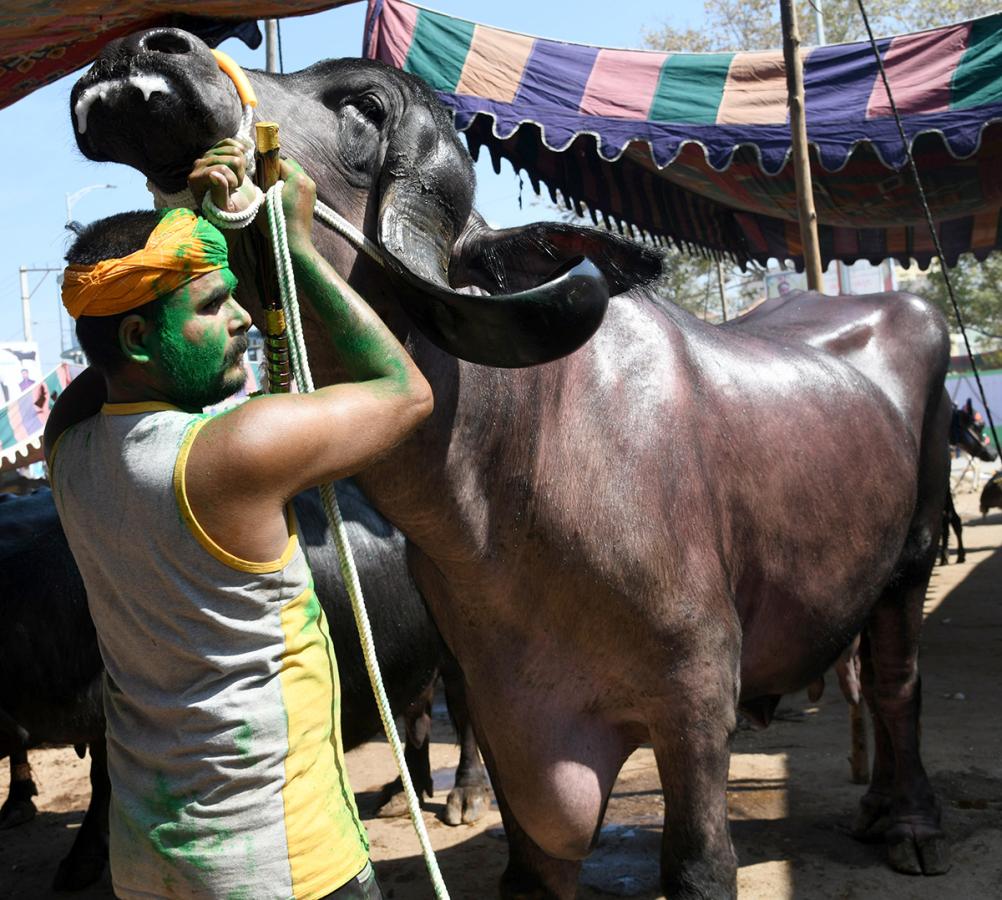 Pashu Sankranthi Jatara at Narsingh Photos8