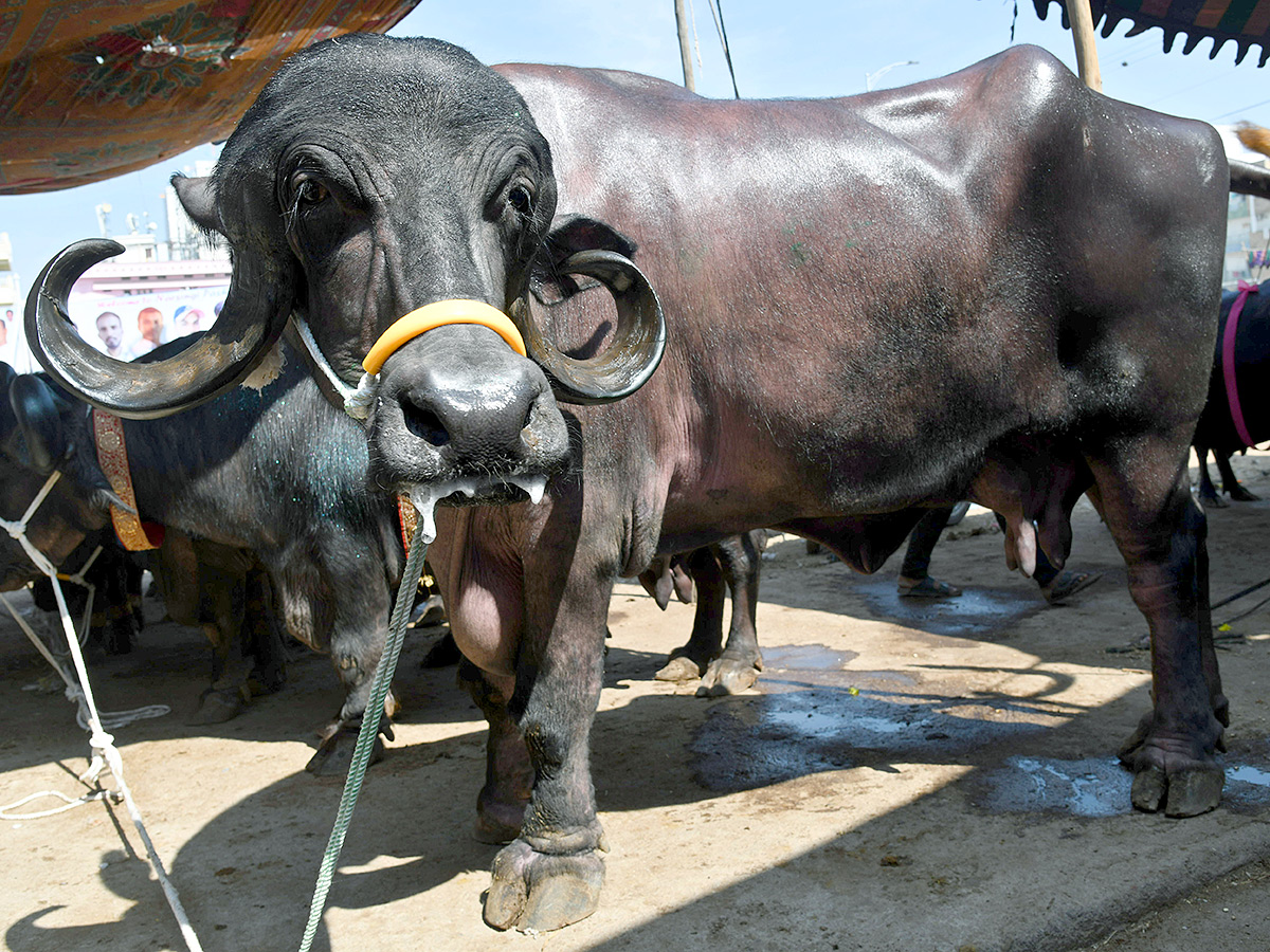 Pashu Sankranthi Jatara at Narsingh Photos9