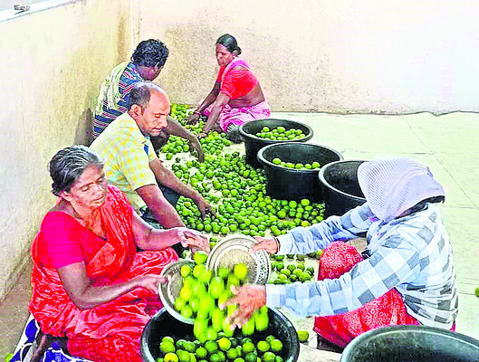 నిమ్మ కాయల్ని గ్రేడింగ్ చేస్తూ..2