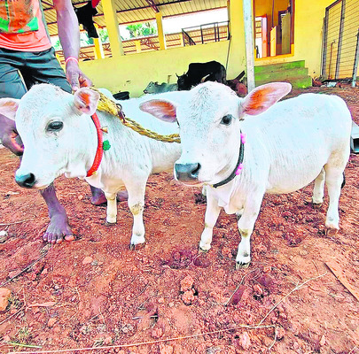 దేహదారుఢ్య పరీక్షలు
1