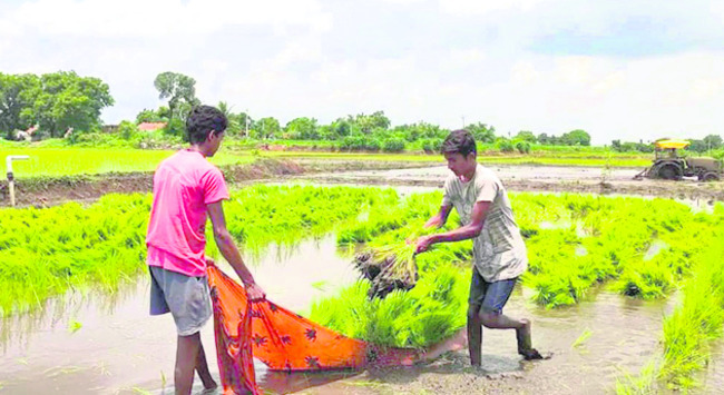 జోరందుకున్న వరి నాట్లు1