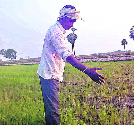 వాగు ఎడారి.. పొలం తడారి3