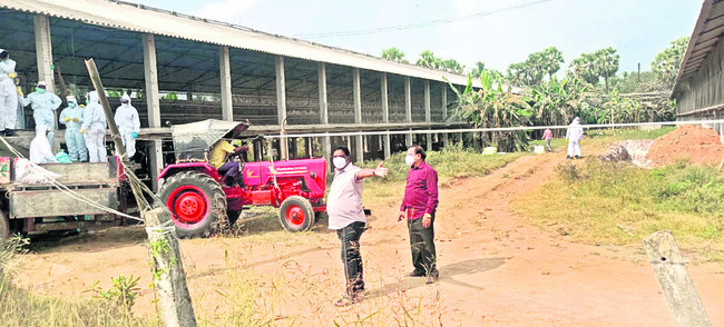 వైరస్‌ కోళ్లు ఖననం 
2