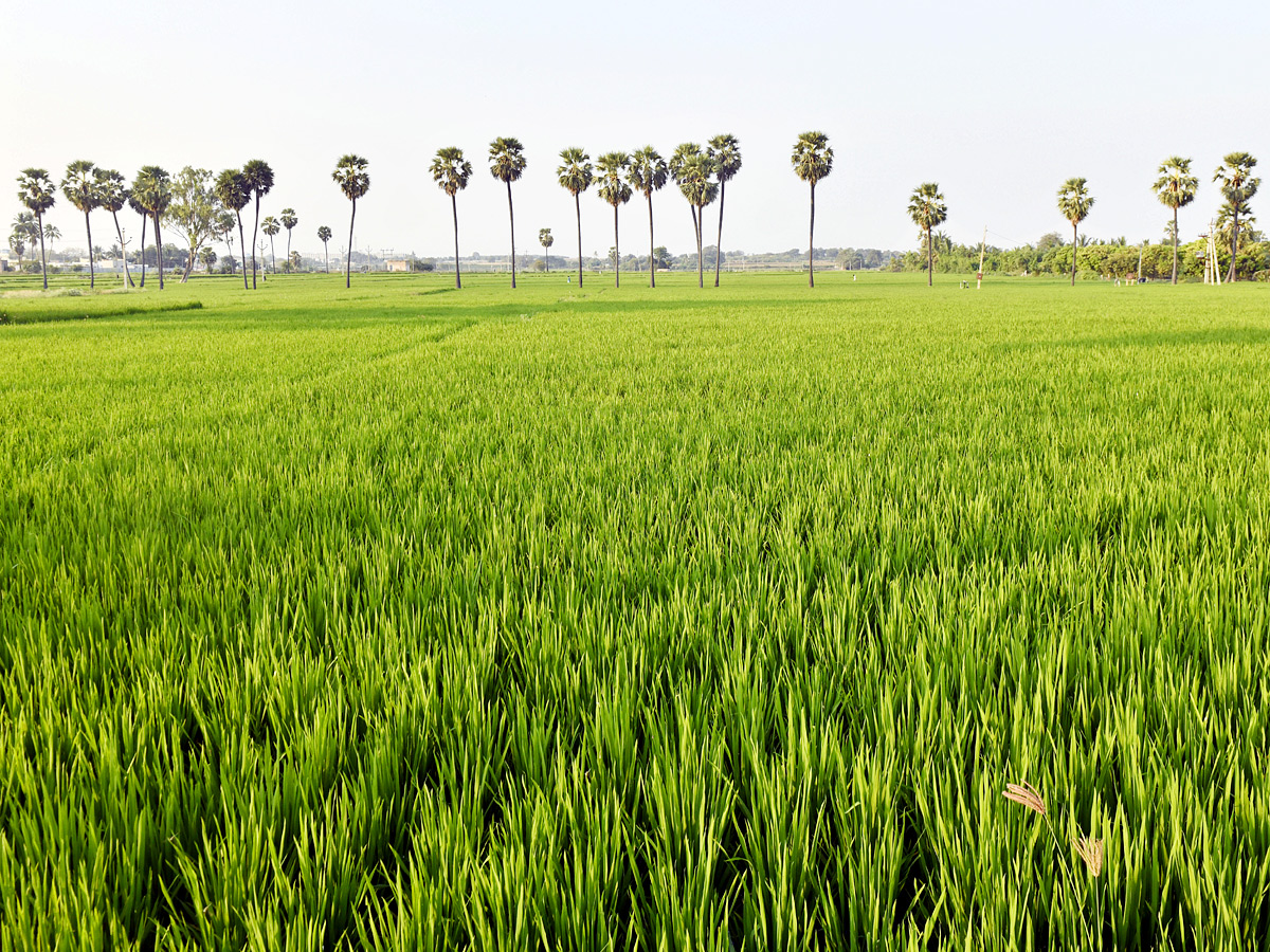 Best Photos of The Week in AP and Telangana Photo Gallery5