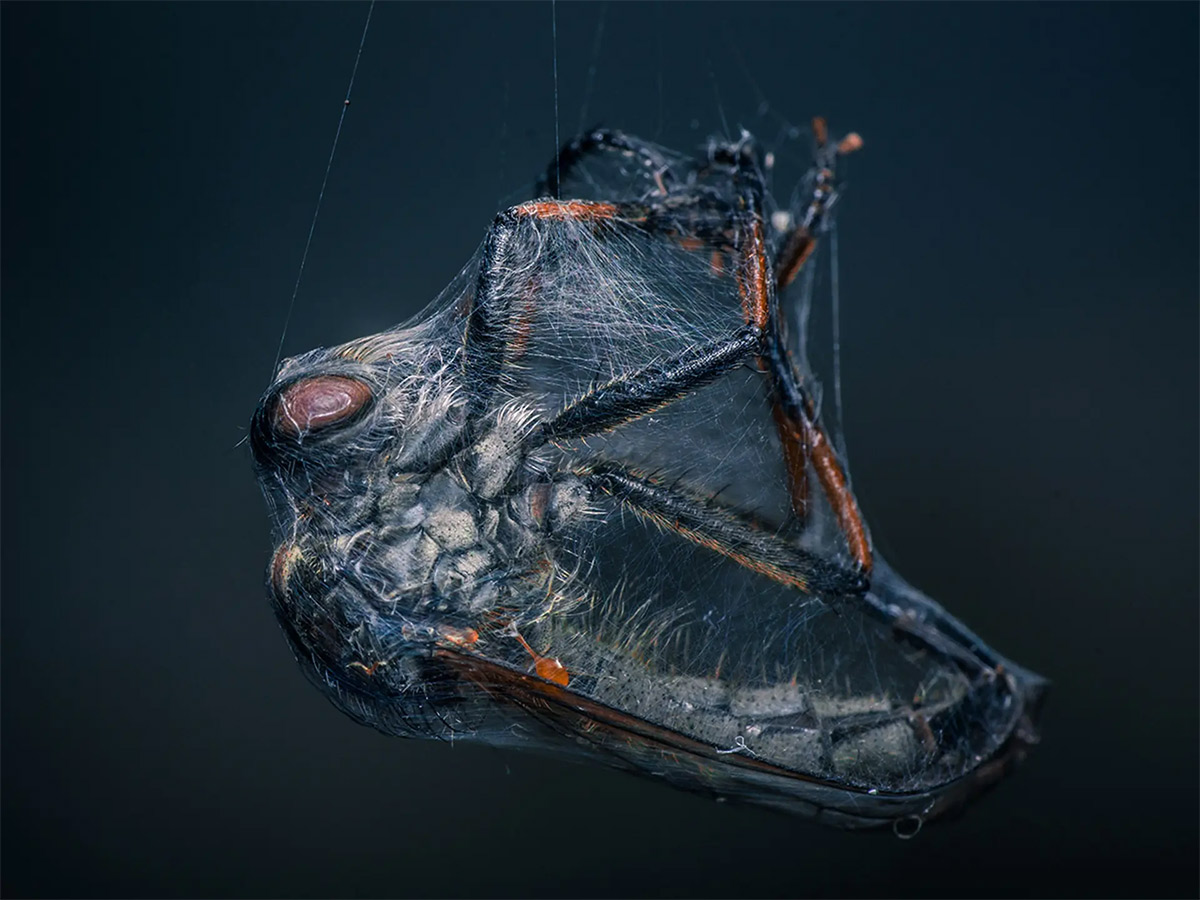 The 2025 World Nature Photography Awards winners13