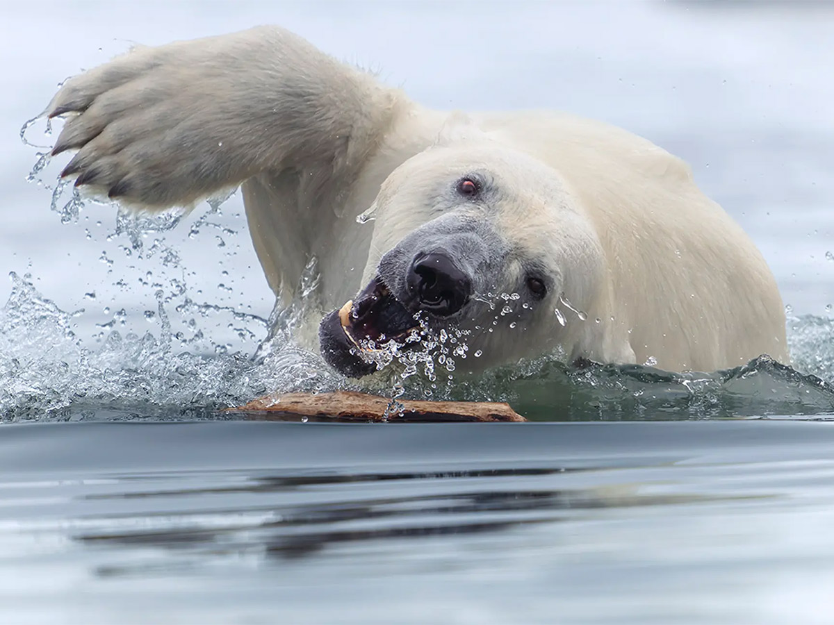 The 2025 World Nature Photography Awards winners18