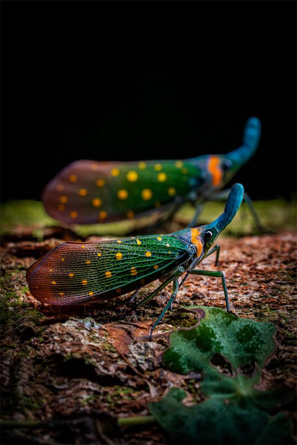 The 2025 World Nature Photography Awards winners9