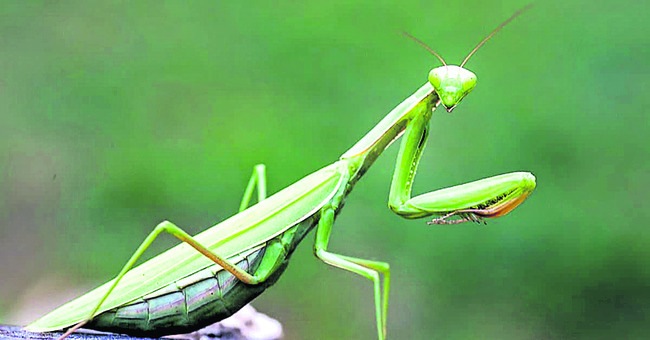 మిత్రుల అంకురం.. రైతులకు సంబరం 1