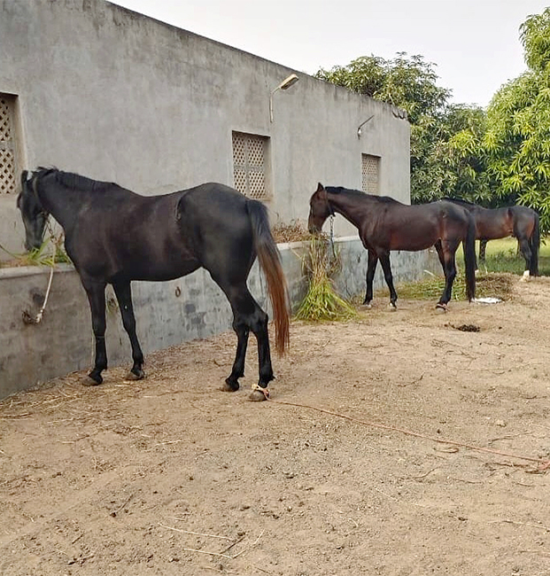 Ravindra Jadeja Rides Horse at his Farm House11