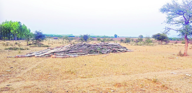 అగ్రిగోల్డ్‌ భూముల్లో జామాయిల్‌ కర్ర తరలింపు2