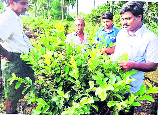 సేంద్రియ సాగు.. భళా1