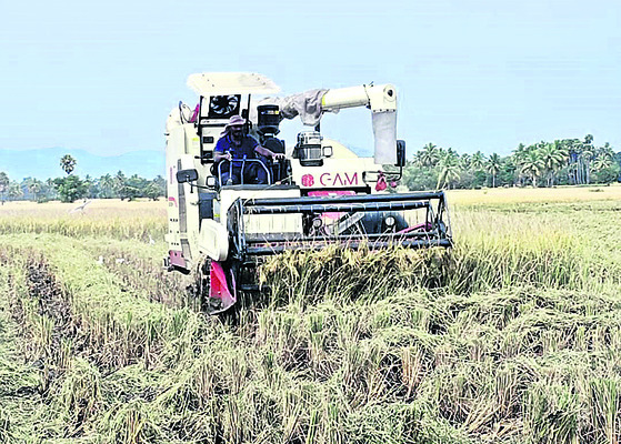 వరి గడ్డి1