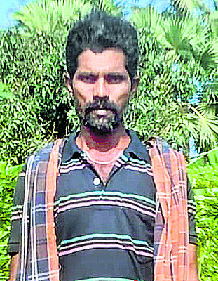 బొప్పాయి సాగు.. లాభాల బాగు3