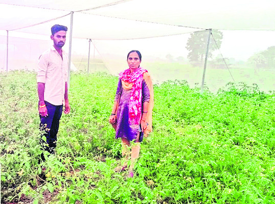 కూరగాయలకు ‘షేడ్‌ నెట్‌’1