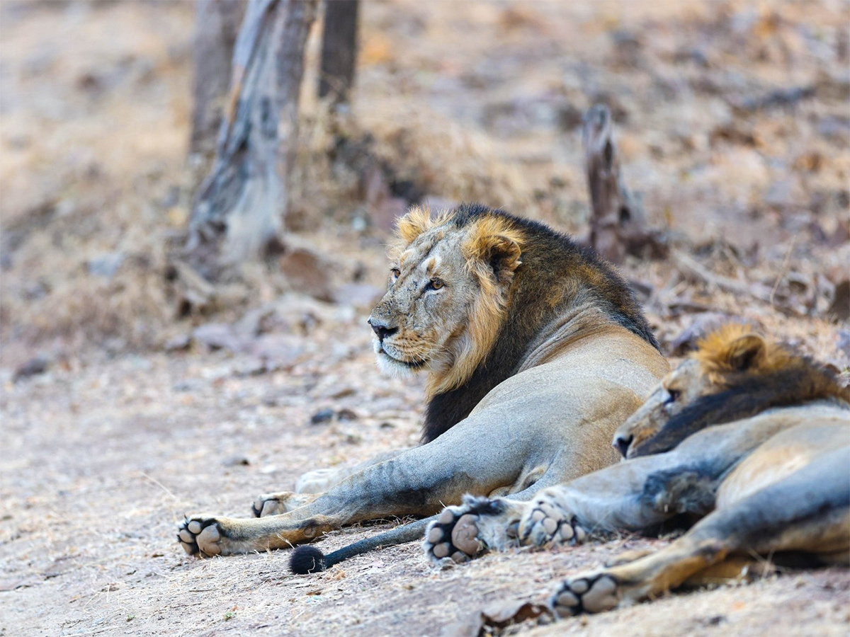 Prime Minister Narendra Modi lion safari at Gir Wildlife Sanctuary12