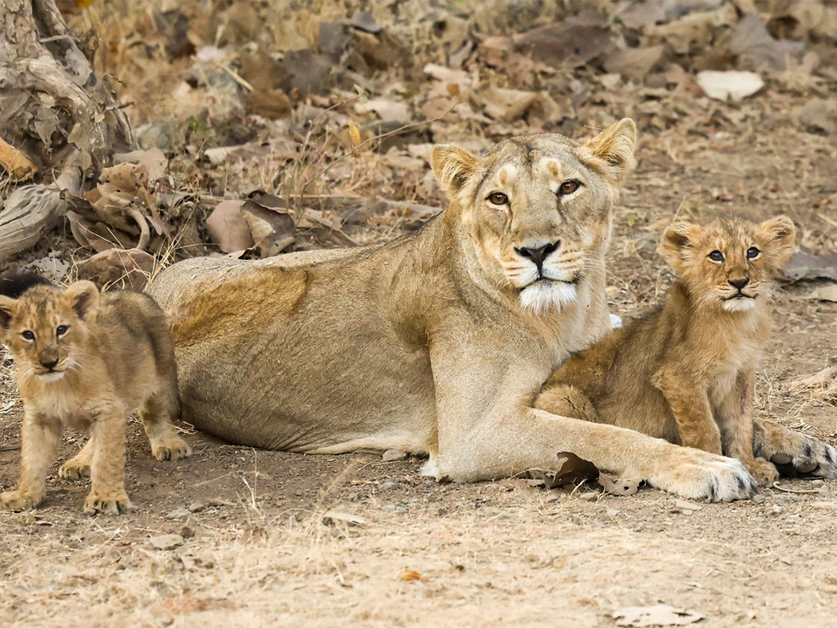 Prime Minister Narendra Modi lion safari at Gir Wildlife Sanctuary14