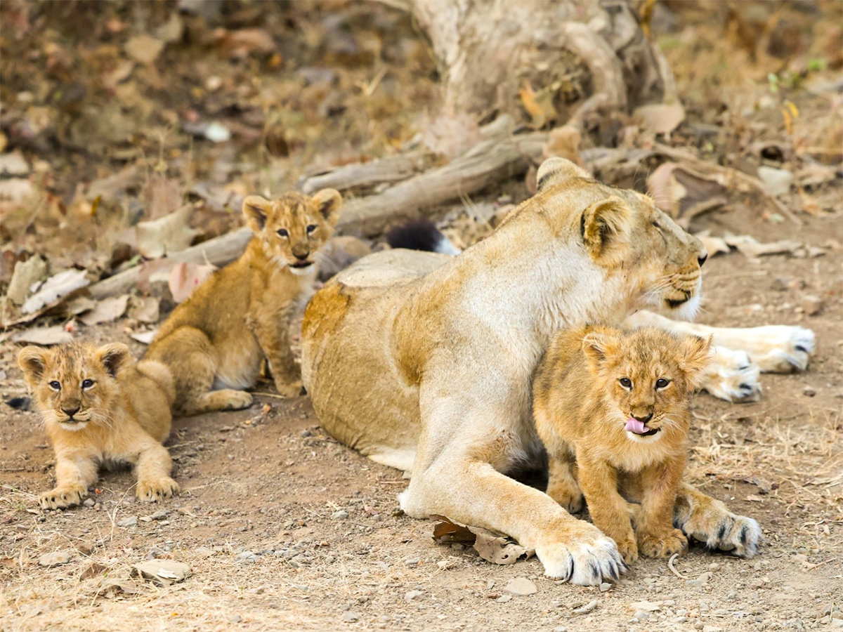 Prime Minister Narendra Modi lion safari at Gir Wildlife Sanctuary7