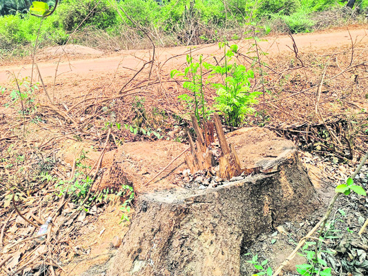 చెట్ల సొమ్ము స్వాహా! 1